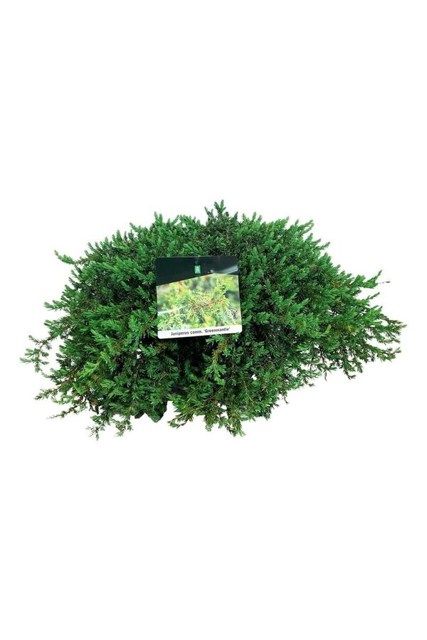 Cyprys Juniperus Greenmantle