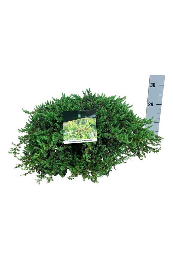 Cyprys Juniperus Greenmantle