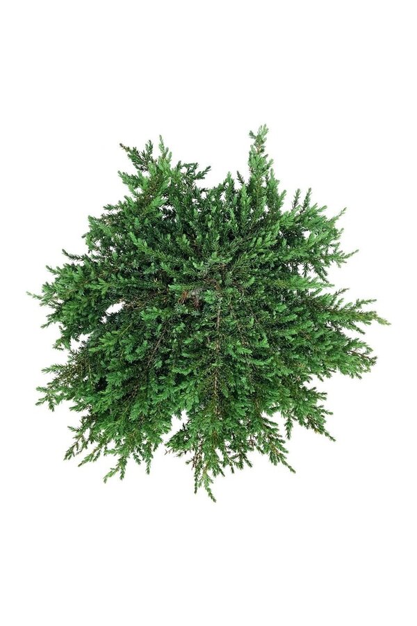 Cyprys Juniperus Greenmantle