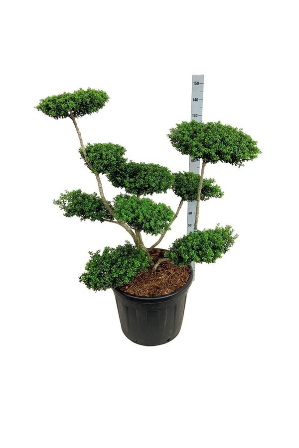 Ilex crenata Convexa