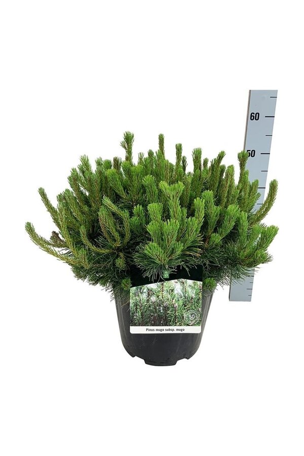 Sosna Pinus mugo mugo