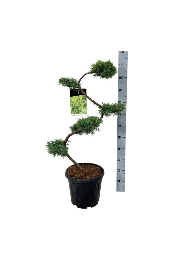 Cyprys Jałowiec Pfitzeriana Aurea