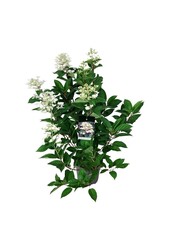 Hortensja Hydrangea Wims Red