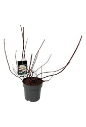 Hortensja Hydrangea Wims Red