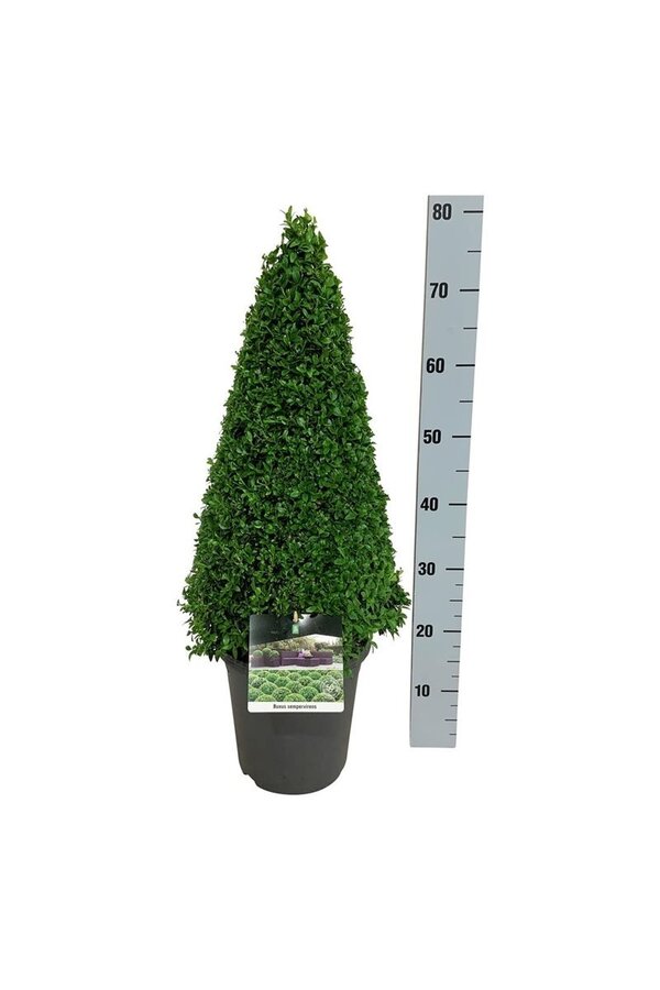 Buxus sempervirens