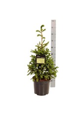 Jodła pospolita Picea abies Wills Zwerg