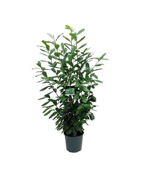 Prunus