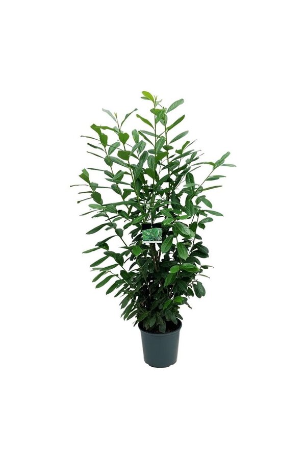 Laurowiśnia portugalska Prunus Novita