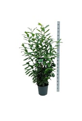 Laurowiśnia portugalska Prunus Novita