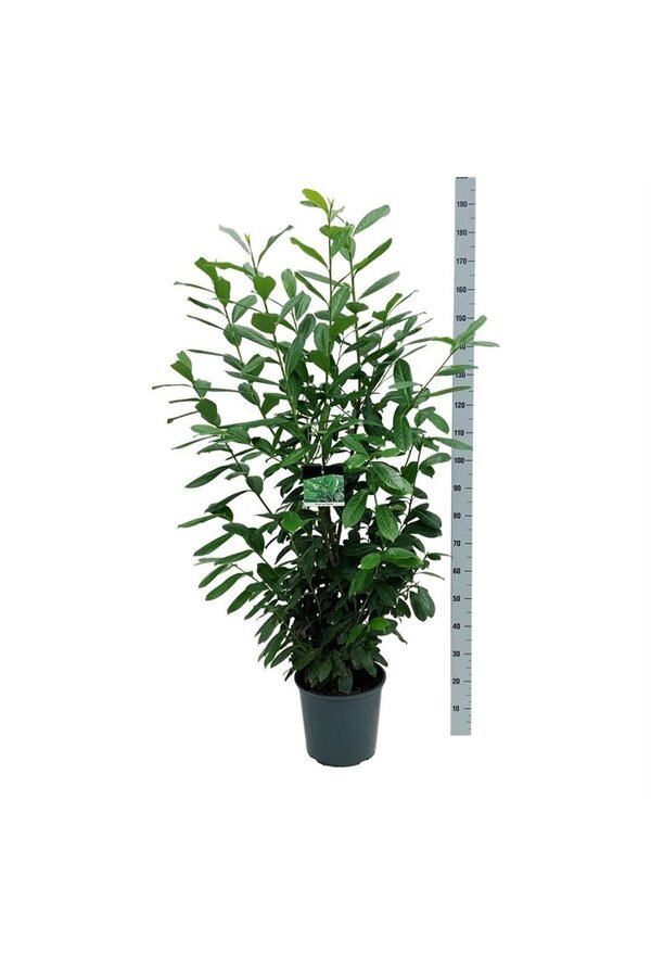 Laurowiśnia portugalska Prunus Novita