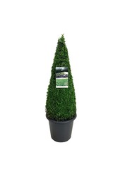 Buxus sempervirens