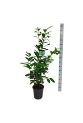 Laurowiśnia portugalska Prunus Novita
