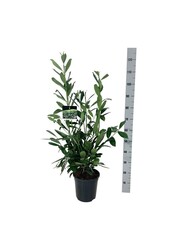 Laurowiśnia portugalska Prunus Caucasica