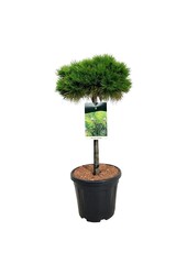 Sosna Pinus Low Glow