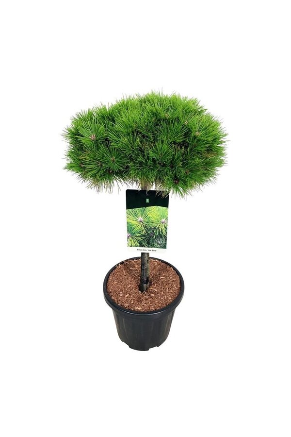 Sosna Pinus Low Glow
