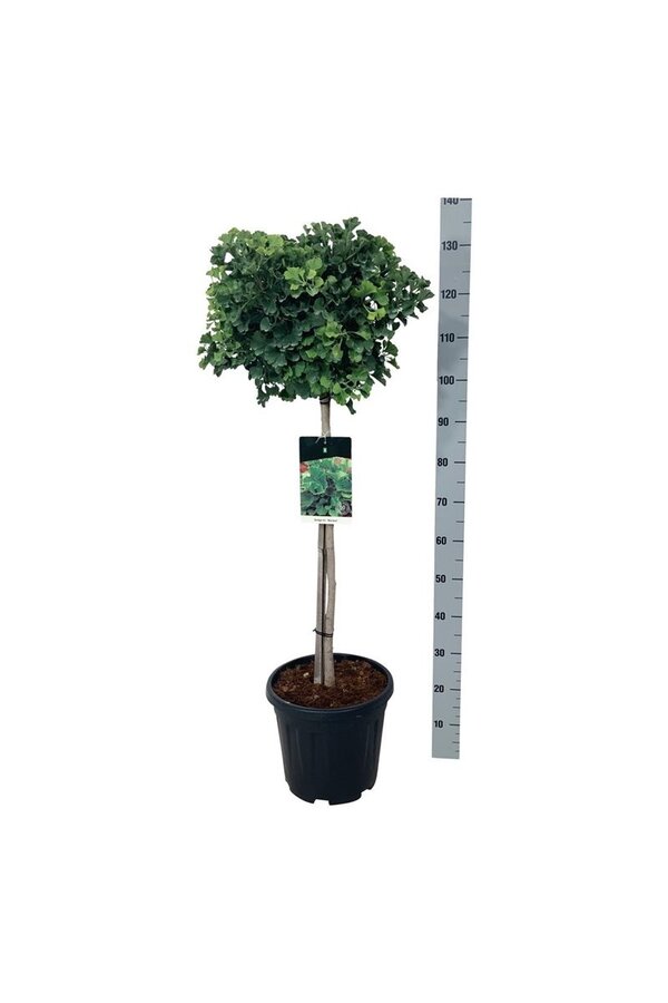 Miłorząb japoński Ginkgo biloba Mariken