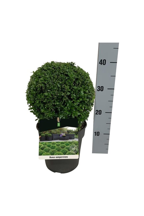 Buxus sempervirens