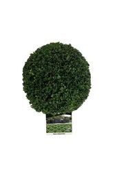Buxus sempervirens