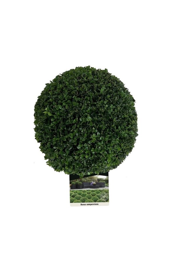 Buxus sempervirens
