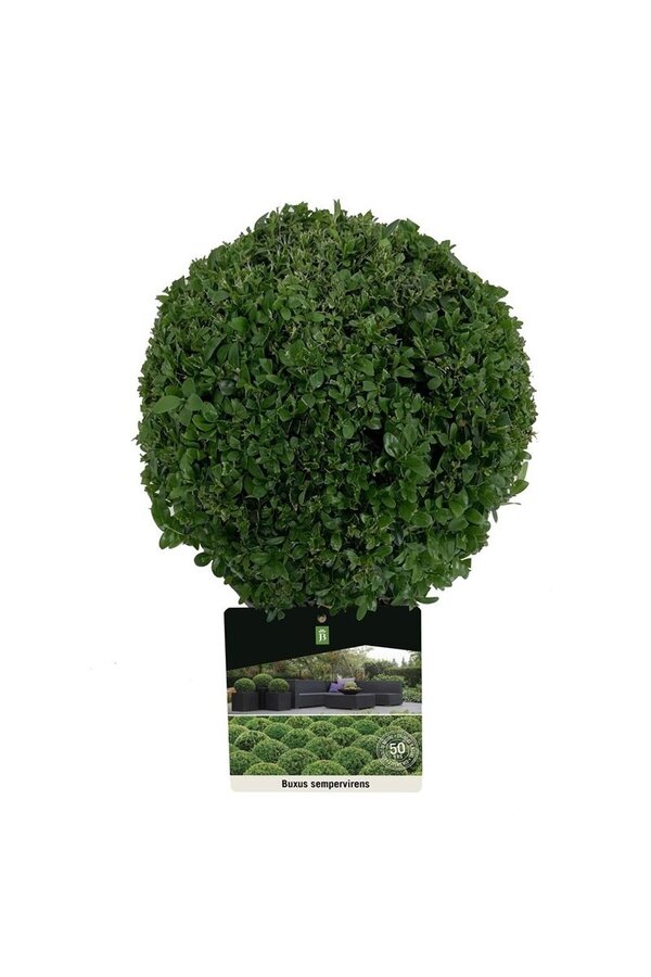 Buxus sempervirens
