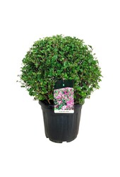 Sering Syringa meyeri Palibin