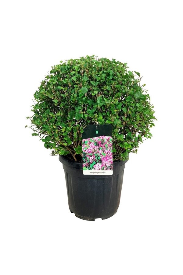 Sering Syringa meyeri Palibin