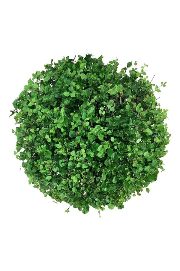 Sering Syringa meyeri Palibin