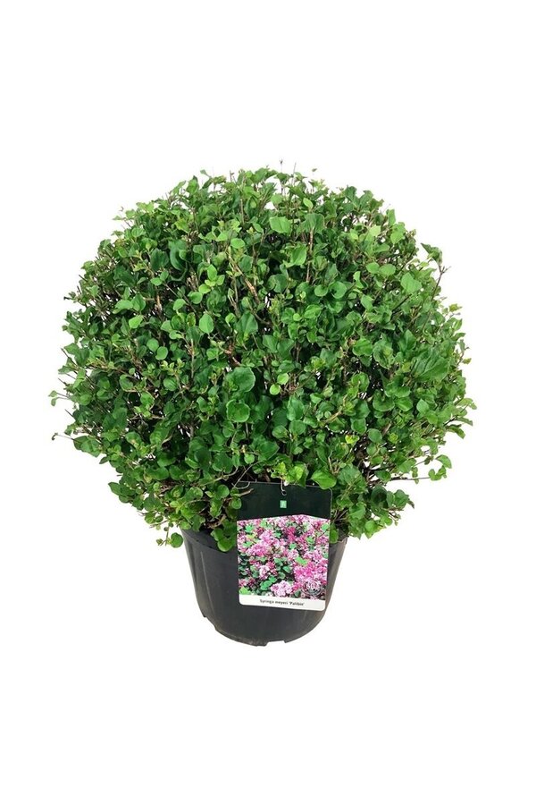 Sering Syringa meyeri Palibin