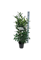 Laurowiśnia portugalska Prunus Herbergii