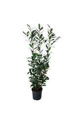 Laurowiśnia portugalska Prunus Caucasica