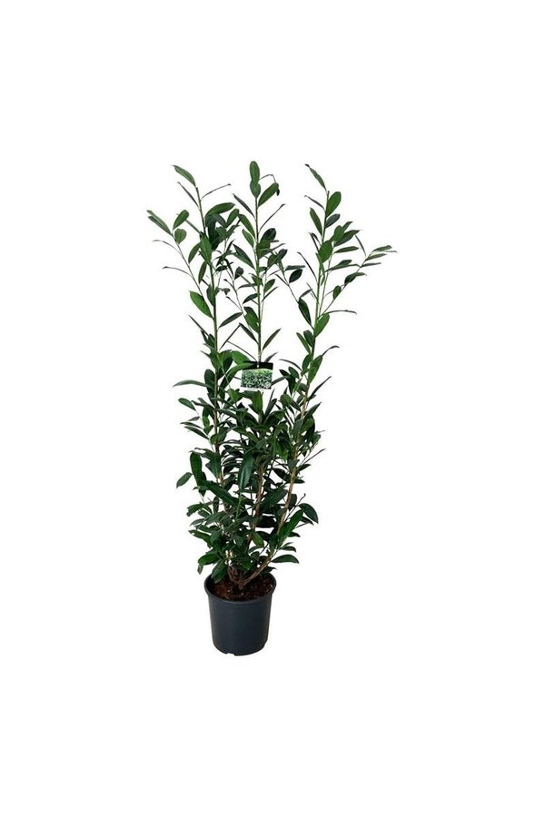 Laurowiśnia portugalska Prunus Caucasica