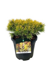 Sosna Pinus mugo Winter Gold
