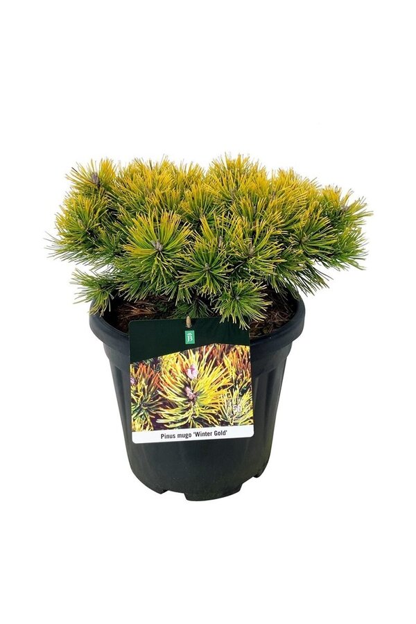 Sosna Pinus mugo Winter Gold