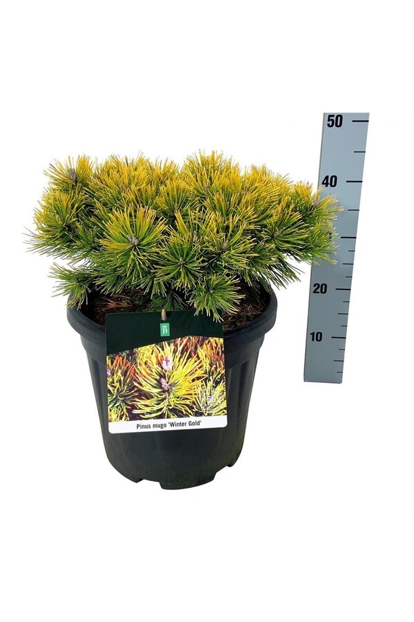 Sosna Pinus mugo Winter Gold