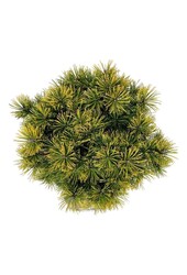 Sosna Pinus mugo Winter Gold