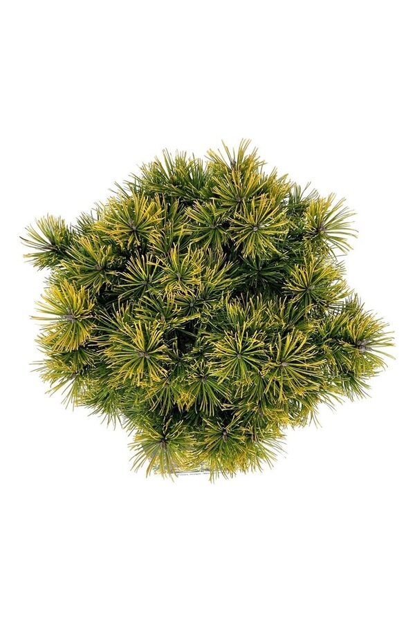 Sosna Pinus mugo Winter Gold