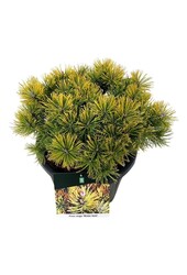 Sosna Pinus mugo Winter Gold