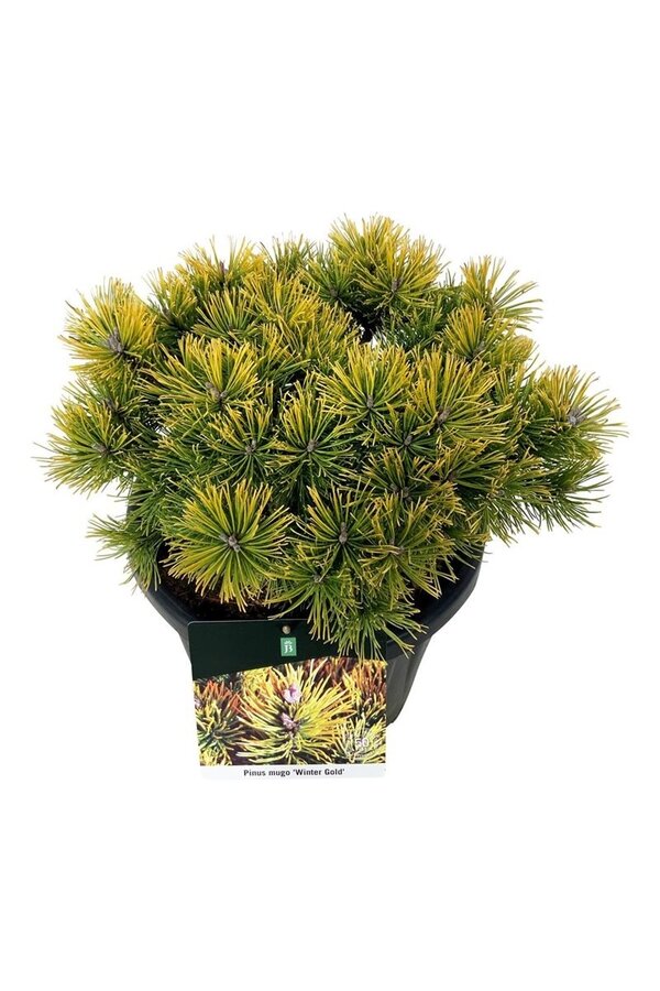 Sosna Pinus mugo Winter Gold