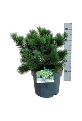 Sosna Pinus mugo Gnom