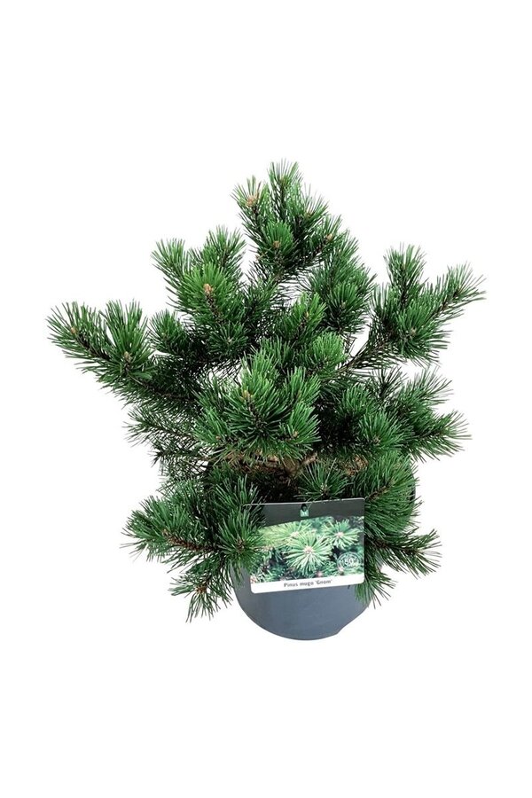 Sosna Pinus mugo Gnom
