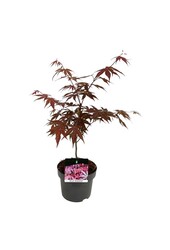Klon Acer Atropurpureum
