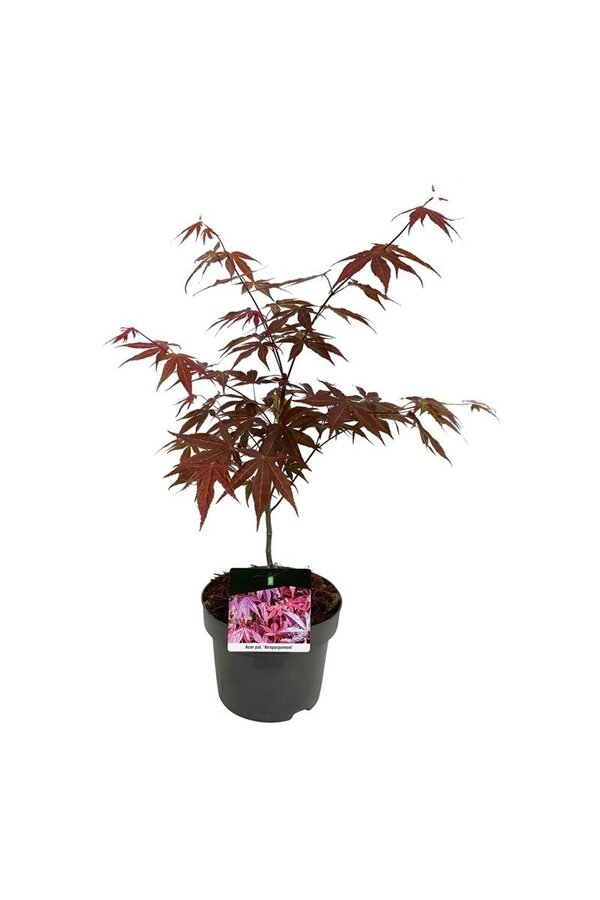 Klon Acer Atropurpureum
