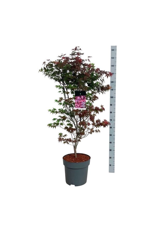 Klon Acer Atropurpureum