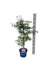 Klon Acer Ice Dragon ®