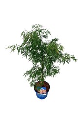 Klon Acer Ice Dragon ®