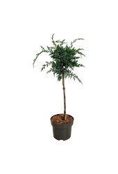 Cyprys Juniperus Blue Alps