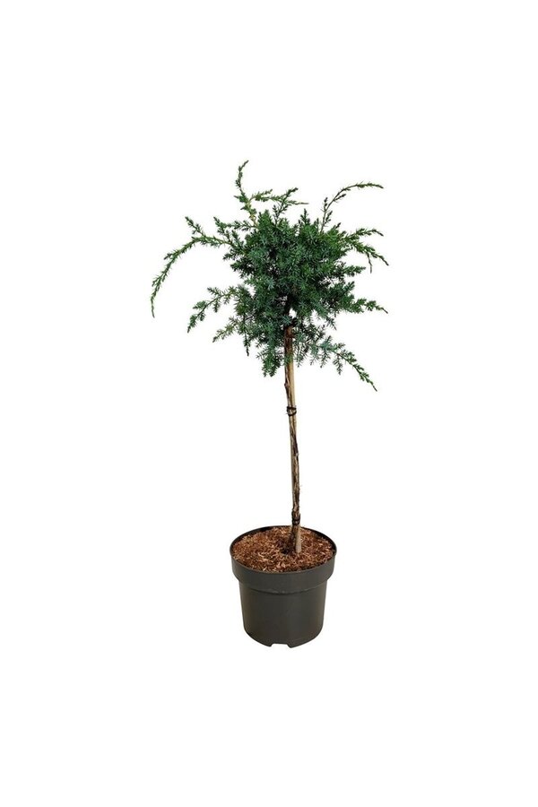 Cyprys Juniperus Blue Alps