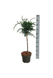 Cyprys Juniperus Blue Alps