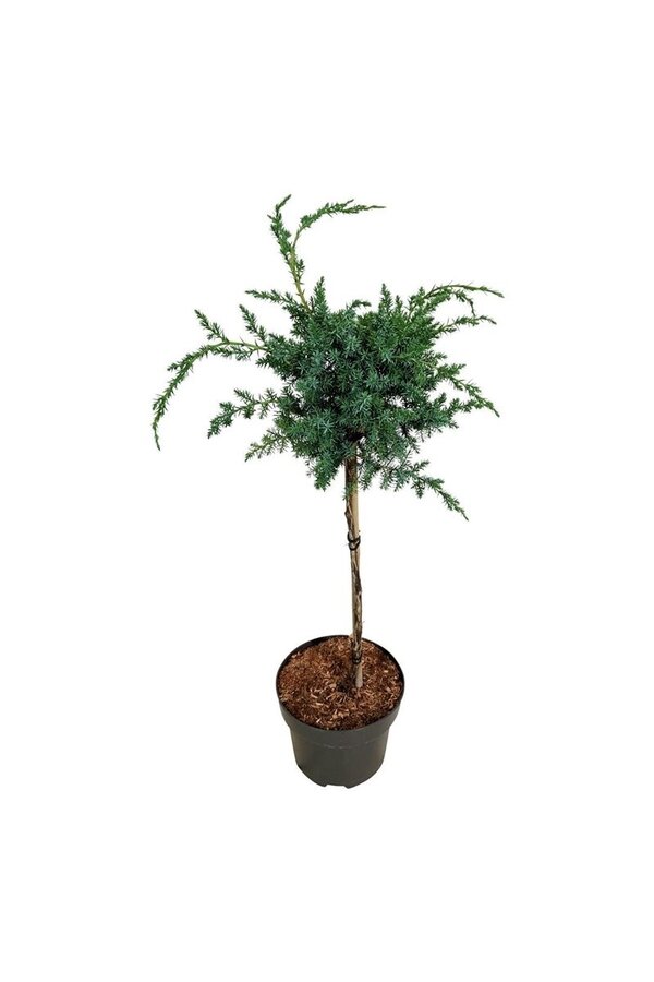 Cyprys Juniperus Blue Alps