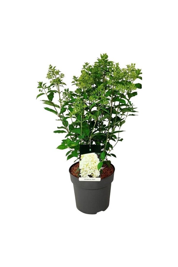 Hortensja Hydrangea Skyfall ®